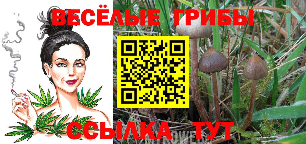 Ангарск  наркота  Вход с VPN  Псилоцибиновые грибы Psilocybine cubensis 